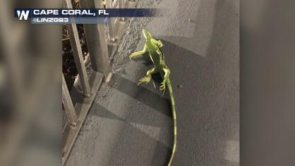 Falling Iguanas Possible in Florida Sunday Morning