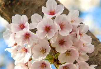 Cherry Blossom Peak Forecast Released