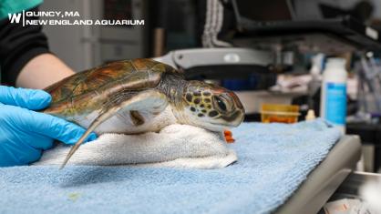 Aquarium Saves Turtles Suffering from Cold