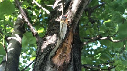 Double Trouble: Cicadas Take to the Skies this Spring